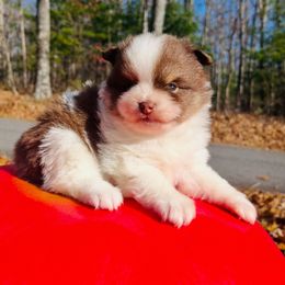 Hickory - Chocolate parti male Pomeranian puppy in Buck Valley, Pennsylvania from Buck Valley Pomeranians