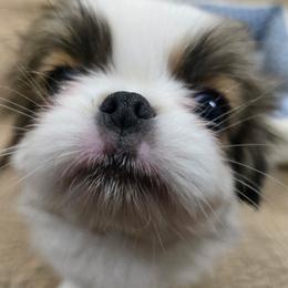 Brock - Sable and white male Japanese Chin puppy in Salem, Oregon from Chinnychinchinofsalem