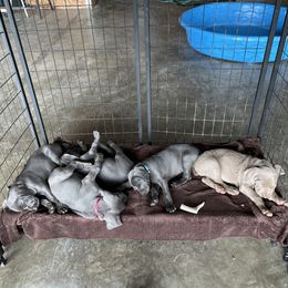 Weimaraner Puppies from Wren’s Weimaraner