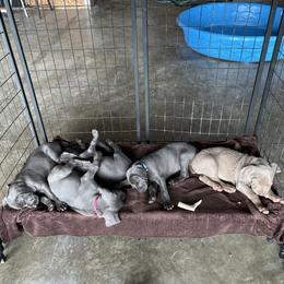 Weimaraner Puppies from Wren’s Weimaraner