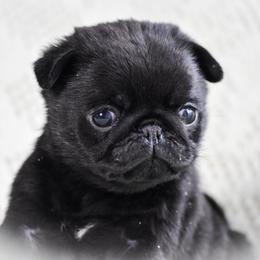 Greta - Black female Pug puppy in Caldwell, Ohio from Folklore Kennel