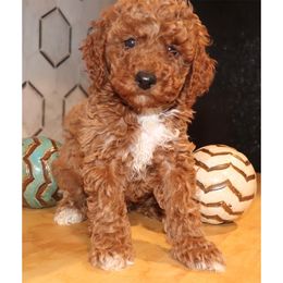 Levi - Cockapoo puppy in Drexel Hill, Pennsylvania from Paws of Abundance