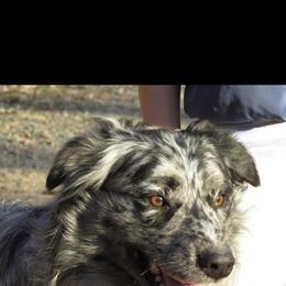 Australian Cattle Dog puppies from Macushla Kennel
