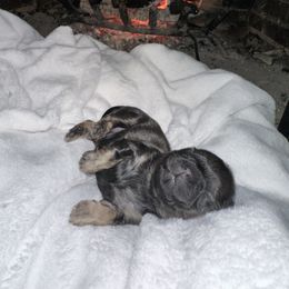 Nala - Brindle female Shih Tzu puppy in Rockmart, Georgia from Sonya Garrett