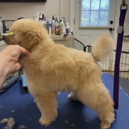 Poodle Puppies from Zoelle Poodles