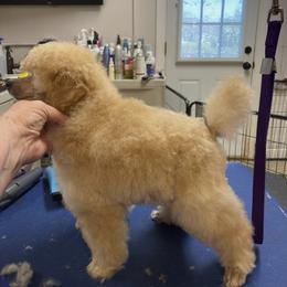Poodle Puppies from Zoelle Poodles