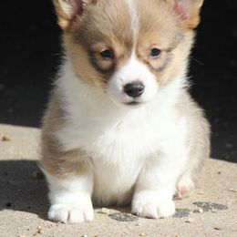 American Corgi, French Bulldog, and Pembroke Welsh Corgi Puppies from Moonstone Corgis & Frenchies