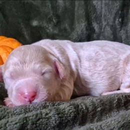 Sugar - Fawn and white female Sheepadoodle puppy in Austin, Texas from Darling Doodles