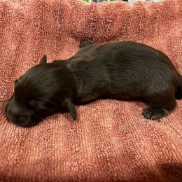 Girl 1 - Piebald female Dachshund puppy in Sheridan, Arkansas from Farmhouse Dachshunds