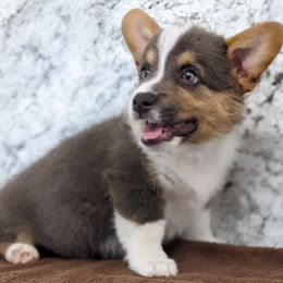 Pembroke Welsh Corgi Puppies from Wartooth Cowdogs
