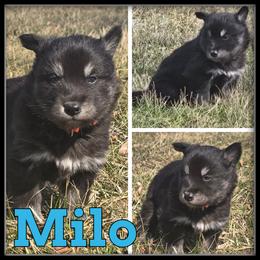 Milo - Black and white male Siberian Husky puppy in Wheeler, Michigan from Haase Family Kennels