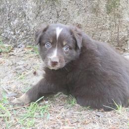 Bumble - Red tri-color male Australian Shepherd puppy in Macon, Georgia from Shaina’s Shepherds