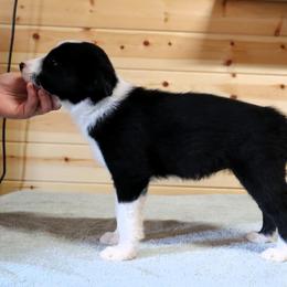 AKC Grand Champion Sired (Tammy) - Black female Border Collie puppy in Noble, Oklahoma from CheckItOut Border Collies