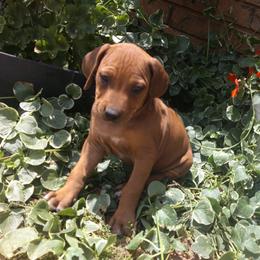 Rex - Rd whtn blk nose male Rhodesian Ridgeback puppy in Carney, Oklahoma from River Run Parson Russell terriers & River Run Ridgebacks