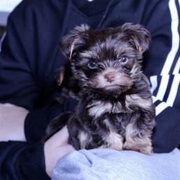 Yorkshire Terrier Puppies from Diamond in a Rough Yorkies