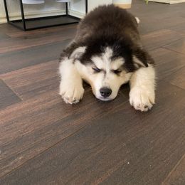 Siberian Husky All Grown Up from Joel's Husky Kennels