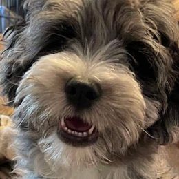 Trixie - Aussiedoodle