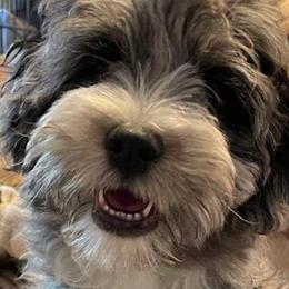 Trixie - Aussiedoodle