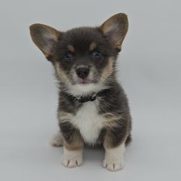 Quiver(Brookie) - Blue female Pembroke Welsh Corgi puppy in Dickeyville, Wisconsin from J&R Shepherds & Corgis