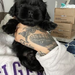 Shih Tzu Puppies from Shihtzus.Sc
