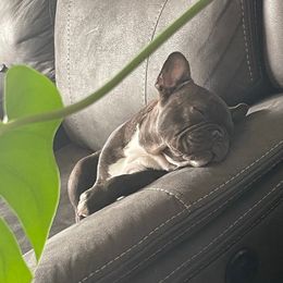 French Bulldogs from La Griffe Frenchies, LLC