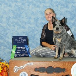 Australian Cattle Dog and Labrador Retriever Puppies from Lakylu Kennels