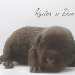Girl 3 - Chocolate female Labrador Retriever puppy in Capron, Virginia from Triple Creek Kennel