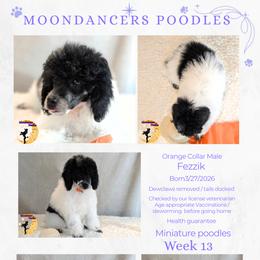 Orange Collar Male Miniature Poodle Fezzik - Parti male Poodle puppy in Lillian, Alabama from Moondancers Poodles