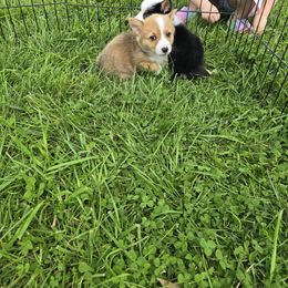 American Corgi Puppies from Whitecreek Corgis of Columbus, IN