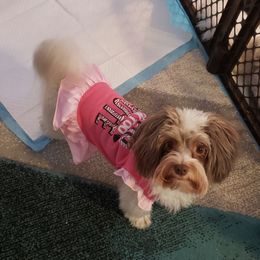 Juniper - Havanese