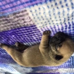 French Bulldog Puppies from PNW French Bulldogs