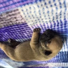 French Bulldog Puppies from PNW French Bulldogs