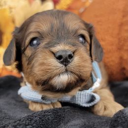 Jack - Brown male Cavapoo puppy in Temecula, California from Oodles O'Doodles