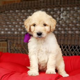Australian Labradoodle, Bernedoodle, and Goldendoodle Puppies from Golden Fields Doodles