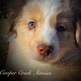 Miniature Australian Shepherd and Toy Australian Shepherd Puppies from Cooper Creek Aussies