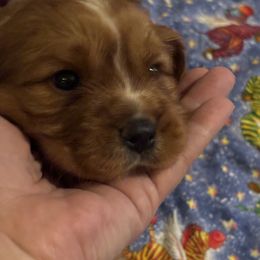 Cavalier King Charles Spaniel Puppies from Family first cavaliers
