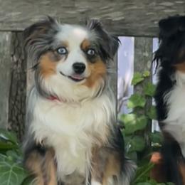 Miniature American Shepherds and Toy Australian Shepherds from Fifth Avenue Australian Shepherds