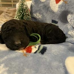 Grinch - Black male Goldendoodle puppy in Orange Park, Florida from Evergrace Farm Doodles