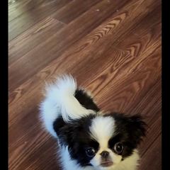 Japanese Chin puppies from Carousel Chin