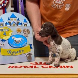 Beast - Liver roan male German Shorthaired Pointer puppy in North Branch, Minnesota from Chrishelle Farm