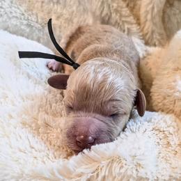 Rhett - Apricot male Cavapoo puppy in Gunnison, Utah from Curls and Camo Pups