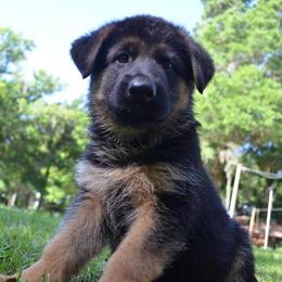 Berger Blanc Suisse and German Shepherd Puppies from Vom Hundhaus  Shepherds