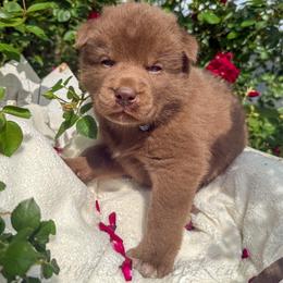 Boy 2 - Red and white male Siberian Husky puppy in Tulsa, Oklahoma from EvergreenEliteKennel