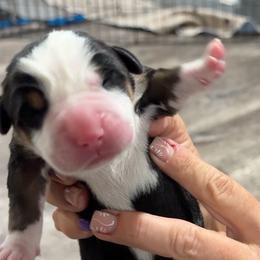 Girl 2 - Black, white and red female Greater Swiss Mountain Dog puppy in Knoxville, Maryland from Dahlgren Swissys