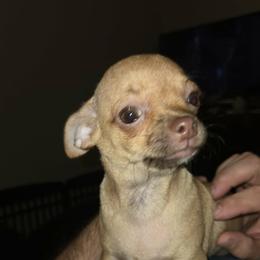 Clover - Fawn female Chihuahua puppy in Kyle, Texas from joy of chihuahuas tx