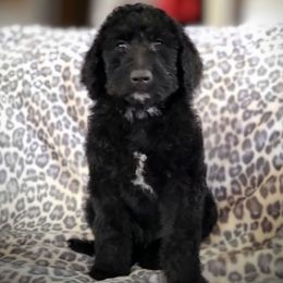 "F1B Labradoodle " Labradoodle Puppies from Caldron Falls Doodles and Poodles