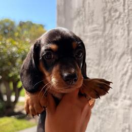 Black dapple boy - Dapple male Dachshund puppy in Lemon Grove, California from GMZ Doxies SD