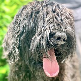 Black Russian Terrier puppies from Louisov Kennel