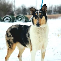 Opal - Collie