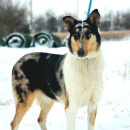 Opal - Collie